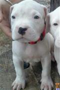 Dogo Argentino